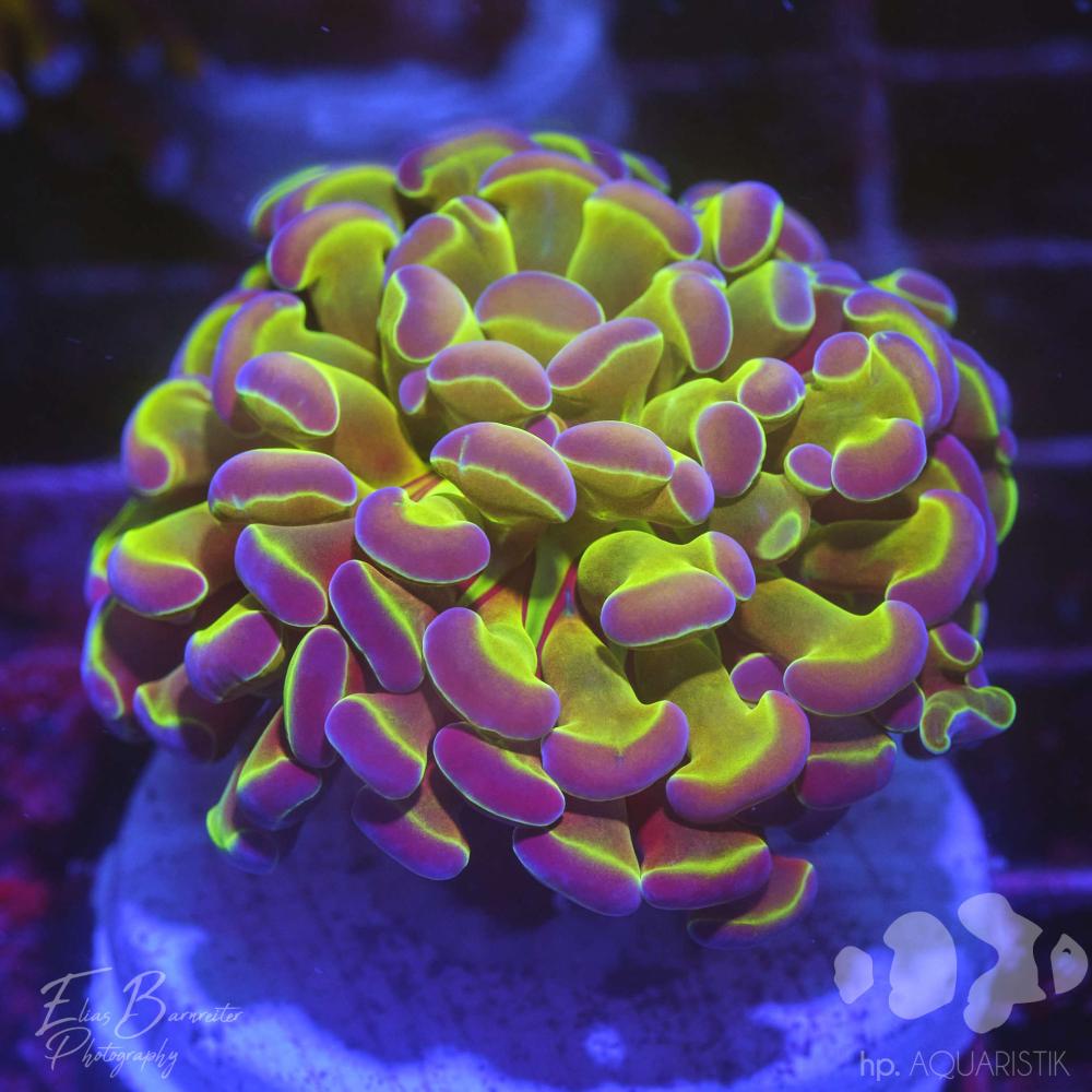 Euphyllia Hologram